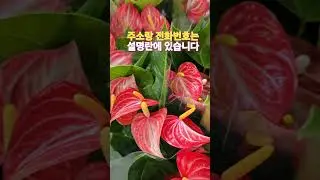 Yangjae Flower Market Plant Tube January 30, 2026 Watch the short video and have a healing time #...