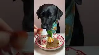 Eat some fresh steak~ Labrador Cute pet debut plan Oh my god it's so delicious Dog Dog Eat better