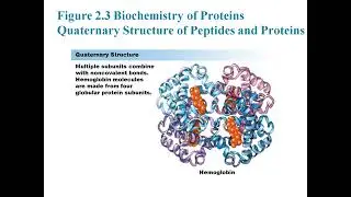 Chapter 2 : Molecular Interactions: Biomolecules, Bonds, and Protein Dynamics