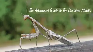 The Advanced Guide to the Carolina Mantis
