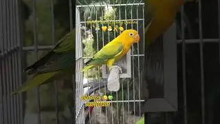 Yellow Face Euwing Opaline🍋💛🐣🎗 #lovebirds #africanlovebird #trending #yellowface