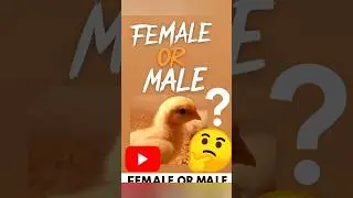 How to identify male and female aseel chicks | Feather sexing | Heritage chicken| #shorts#dailyvlog