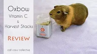 Обзор: Oxbow Harvest Stacks и витамин C для морских свинок