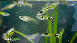 Yellow Tiger Endlers Livebearer