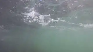 Lisera, poza