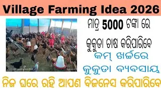 ଦେଶୀ କୁକୁଡ଼ା ଚାଷ / Desi Chicken Farming in Odisha /Village Farming Idea / Village business Odia