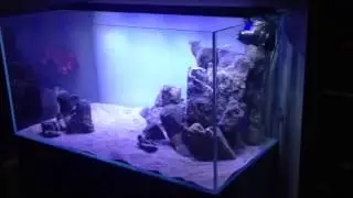 Should I use ADA power sand and aqua soil or laterite with