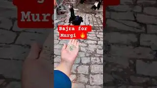 Bajra for Murgi 🔥 #aseelmurga #assel #birds #roosterfarm #murga #aseelmurgalover #shortsfeed #song