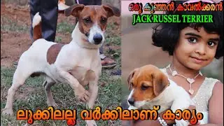 റൊട്ടിനെ പോലും വിരട്ടുന്നവൻ🔥ഇത്തിരി കുഞ്ഞൻ |JACK RUSSEL TERRIER| #jrt #doglovers #viralvideos