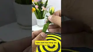 Mẹo chiết c&acirc;y hồng đơn giản #caycanh #cayhong #chietla #meovat #3cfarm