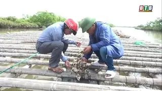 Hiệu quả nu&ocirc;i h&agrave;u nước lợ