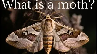 What Is a Moth?