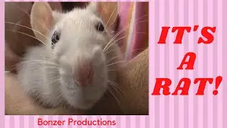 Pino & Tilde the Rattie