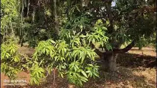 ||విజయనగరం చీపురుపల్లి 16 ఎకరాలు ఎకరం 15 లక్షలు||9494979798||