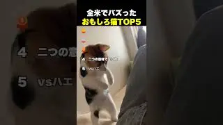 全米でバズった おもしろ猫TOP5