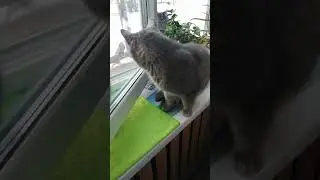 Остался дома только Дымок)) #лесной #дача #зима #cat