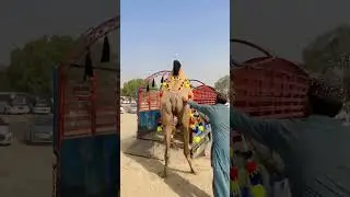 Bachat ho gai😂dangerous camel loading😱#camel #camelmandi #qurbani2025 #dangerous #attack #danger