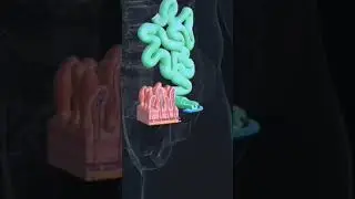 small intestine (cross section)