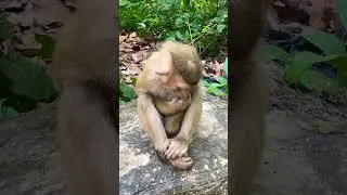 so cute baby monkey With mom monkey lovely baby #shortvideo
