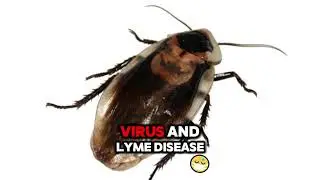 Pest Control Service Nampa ID Area -  Get Lost Pest Control