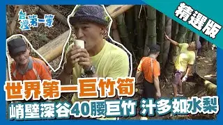 台灣第一等【天霸王竹巨筍 峭壁深谷20公尺巨人】雲林 _精選版