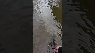 Smallmouth took off like a missile  #bassfishing #smallmouthbass