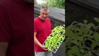 Зарабатывайте деньги, выращивая РАСТЕНИЯ!!