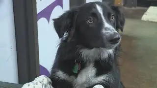 'Save This Life' pet microchip company shuts down, how to know if your pet is still protected