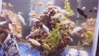 Dragon 🐉 holey rock aquarium setup   by all animal life care