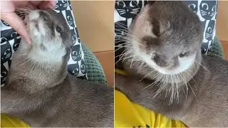 Otter Melonpan~Daddy Pet me please! 🥰🦦😁OtterNoise|PamperOtter|Cute Otter