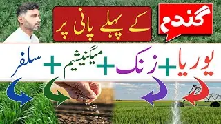 Wheat fertilizers plan for first irrigation | Sulphur, zinc, magnesium and urea use in wheat crop