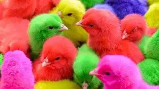 Catching colorful chickens,big colorful chicken,catching rabbits, rainbow,chicks,baby bunny,cute,