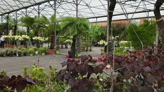 Terval. La p&eacute;pini&egrave;re Ripaud f&ecirc;te 70 ans de saga familiale