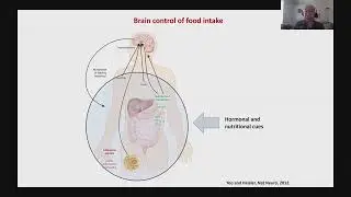 May 31 2022   The regulation of energy balance and body weight   webinar recording