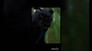 Disney's pixar's A animal Stroy movie trailer 2026 
