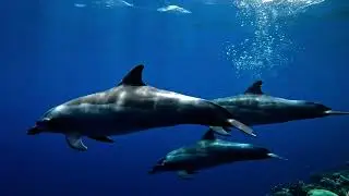 Relax with Colorful Fish | Calming Aquarium Ambience
