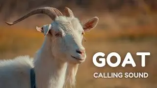 Goat Calling Sound