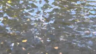McKenzie River Redside Rainbow Trout