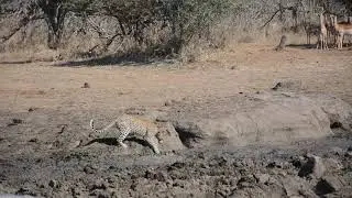 Amazing Leopard sighting on the S130 close to Lower Sabie in the Kruger National Park