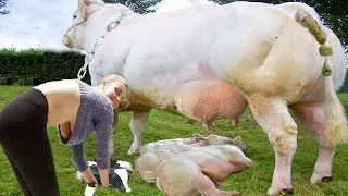 Intelligent Technology Pretty Girl Agriculture Aircraft Plane Calf Transportation Cow #modern #farm