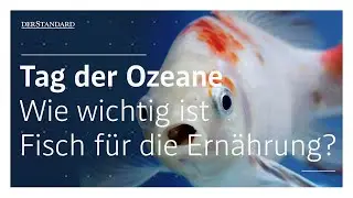 Gesunde Ern&auml;hrung: Brauchen wir Fisch &uuml;berhaupt?