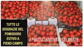 Tutte le Disgrazie del Pomodoro nell' Orto #15