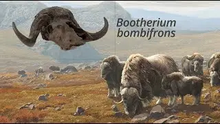 Salt Lake City History Minute : Baskins Musk Ox