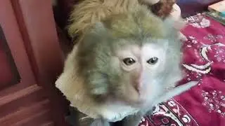 обезьяна и книга. Маша🙈(из неизданного🤭)#petmonkey #monkey #обезьяна #макака #домашниемакаки #зоо