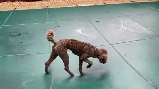 Pool Cover Safe For Dogs?!? Loop & Loc Pool Cover Review