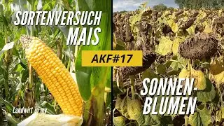 AKF #17 Auswertung Mais-Sortenversuch mit MAS Seeds Deutschland + aktueller Stand Sonnenblumen