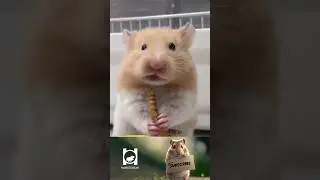 Mealworm for hamster, hamster favorite food 173, #syrianhamstershortvideo #pets #funnypets