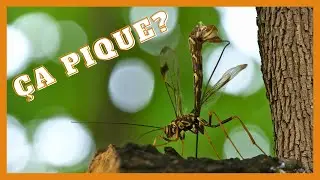 Les grands ichneumons (Megarhyssa spp.): créatures de science-fiction!