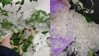 Zala Bari Today In Islamabad | Heavy Zala Bari | Zala Bari in Summer 2021