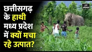 छत्तीसगढ़ के हाथी मध्य प्रदेश में क्यों मचा रहे उत्पात?